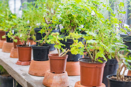 young flowers in pots on wooden windowsill. Home gardeningの写真素材