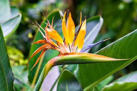 blooming Bird of Paradise flower (Strelitzia reginae) 