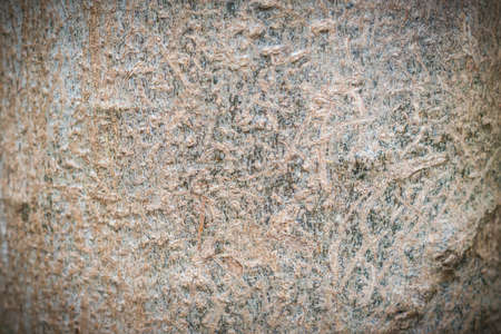 abstract texture background of tropic tree bark