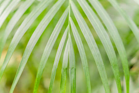 green palm leaf background textureの写真素材