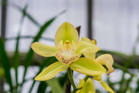 yellow exotic orchid flower closeupの写真素材