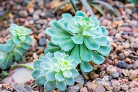 Succulents in desert botanical garden with sand stone pebbles backgroundの写真素材