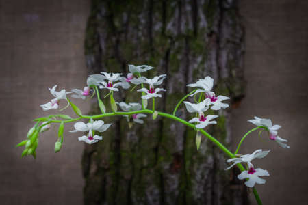 sedirea japonica. branch of small white orchid flowersの写真素材