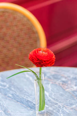 Red Ranunculus single flower close up view on tableの写真素材