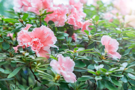 blossom of pink azalea flowerの写真素材