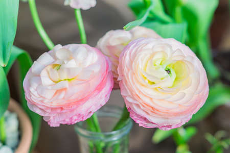 closeup of pastel pink ranunculus flowers in transparent glass vase on green background