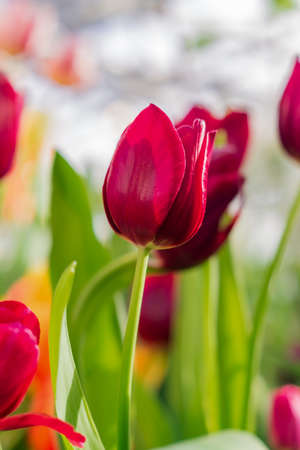 beautiful pink tulip closeup