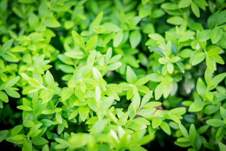 small green leaves backgroundの写真素材