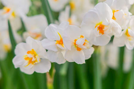 yellow and white narcissus on green leaves background.の写真素材