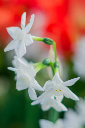 white narcissus on green and red defocused background.の写真素材
