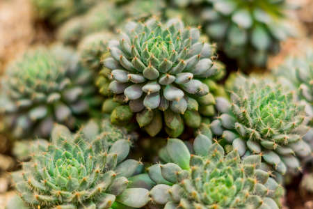 close up of succulent plants botnical gardenの写真素材