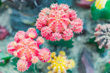 top view of bloomig cactuses. Floral backgroundの写真素材