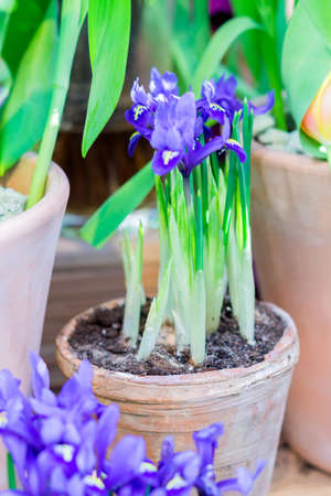 blue potted irises closeup, flowers in spring garden