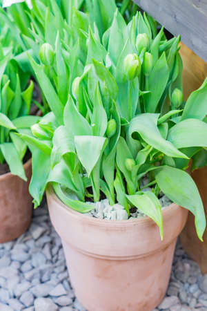 colorful tulips growing in potsの写真素材