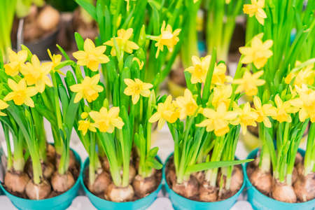 yellow narcissus in pots on shelf standing in a rowの写真素材