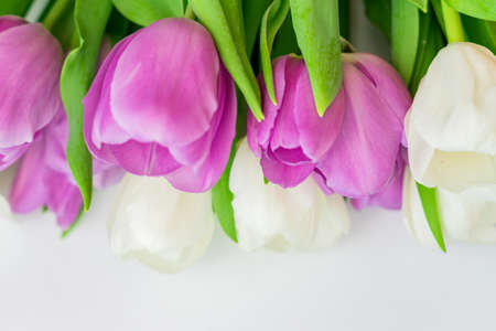 purple and white tulips on white backgrouns with copy spaceの写真素材