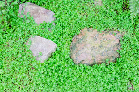 big stones in tiny green grass, nature background