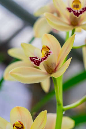 branck of yellow exotic orchid flower closeupの写真素材