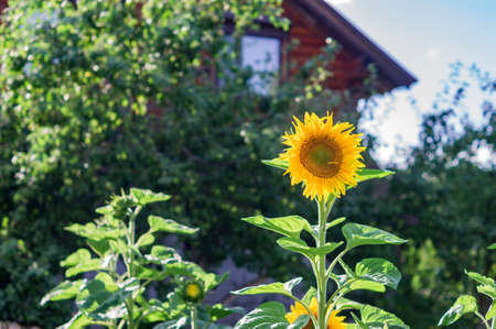 flower of a sunflower in the garden with house in the backgroundの写真素材