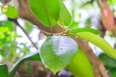 tropic tree close up, branch with green leaves