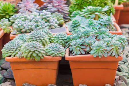 different sort of succulents on broun plastic pots standing on stones used for decorationの写真素材