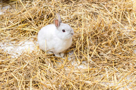 white cute rabbit with long ears and fluffy fur coat sitting in natural hayの写真素材