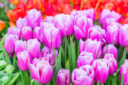 blooming field of colorful tulips, close upの写真素材