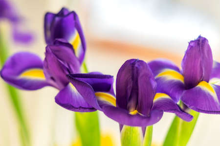bouguet of three dark purple iris flowers