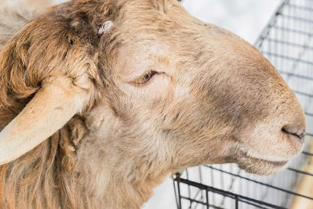 portrait of a sheep, selective focusの写真素材