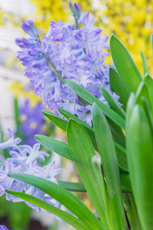 closeup of blue blooming hyacinth flower with green leaves. Spring flower background, selective focusの写真素材