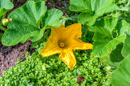 Green pumpkin plant with yellow flower  in gardenの写真素材