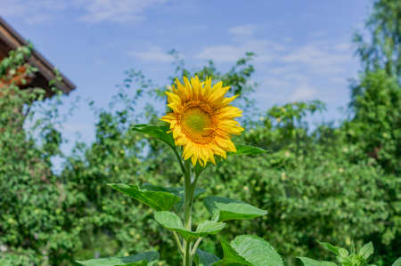 bright sunflower in the garden on blue sky backgroundの写真素材