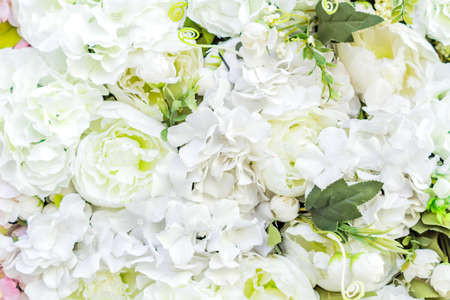 artificial blooming peonies of white color backgroundの写真素材