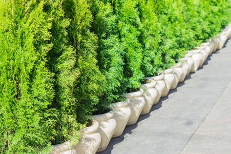 Young trees of cypress potted on the street. City park decorationの写真素材