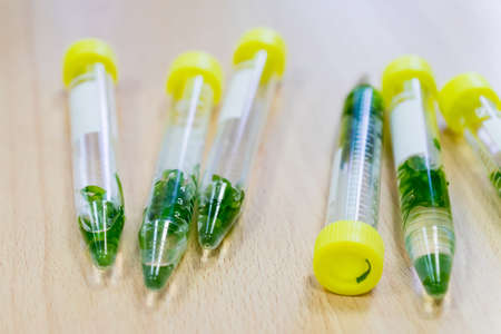 Plants in test tubes on wooden background. Biological research