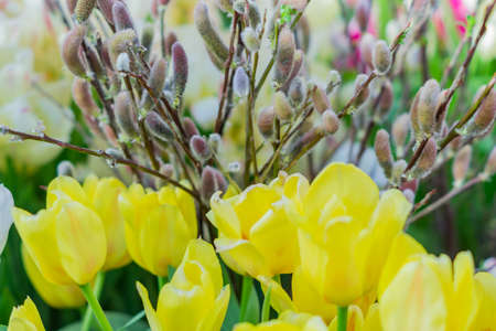 bouquet of yellow tilips and willow branches. Spring flowersの写真素材