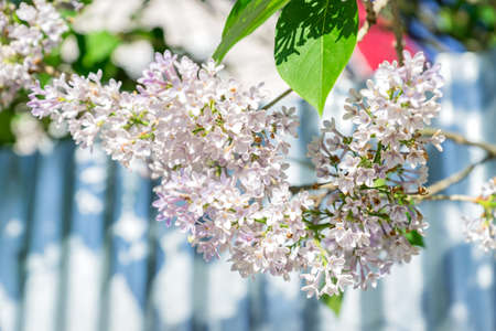 close up of branch of blooming lilac in the garden on blue fence background