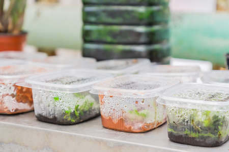 germination of seeds in plastic containers