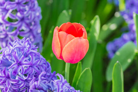 close up of red tulip and blue hyacinth in the garden