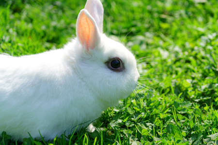 portrait of white rabbit with long ears sitting on green grass in the garden