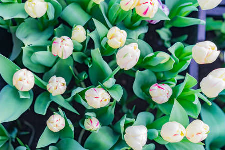 colorful field of white blooming tulips, top viewの写真素材