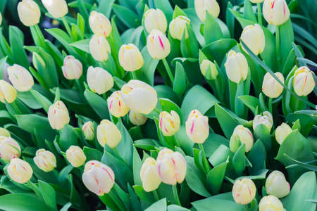 colorful field of white blooming tulips, top view