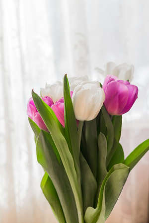 white and purple blooming tulips. floral backgroundの写真素材