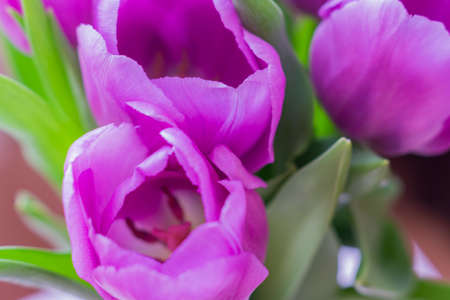 white and purple blooming tulips. floral backgroundの写真素材