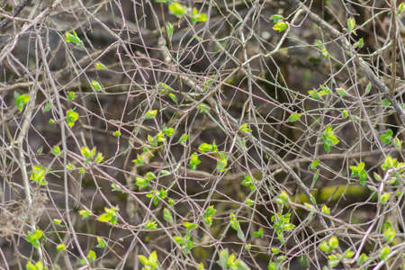 background of young green leaves on branches. Early spring