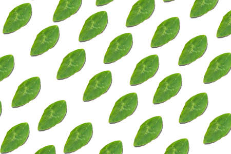 Green leaves background isolated on whiteの写真素材