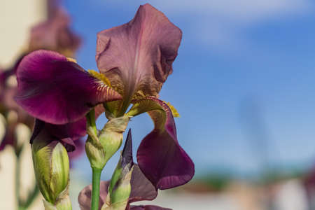 Beautiful blooming burgundy iris flower on blue sky background