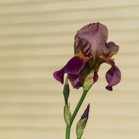 Beautiful blooming burgundy iris flower on beige wall background