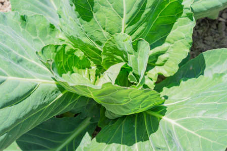top view of yuong fresh cabbage in the vegetable garden