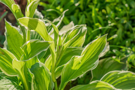 Siebold's hosta (Hosta sieboldiana). Evergreen plant.